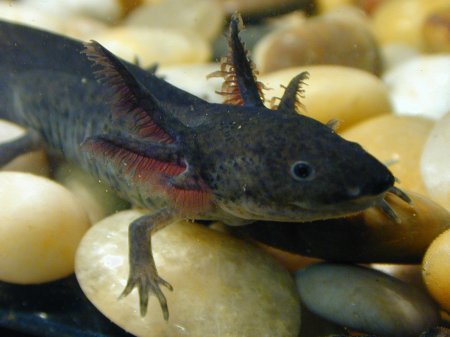 axolotl4