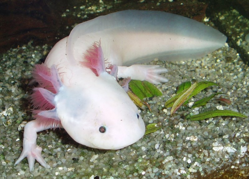 axolotl