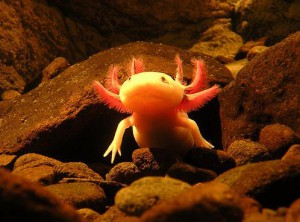 axolotl-tank-design.jpg