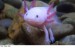 axolotl-450x290